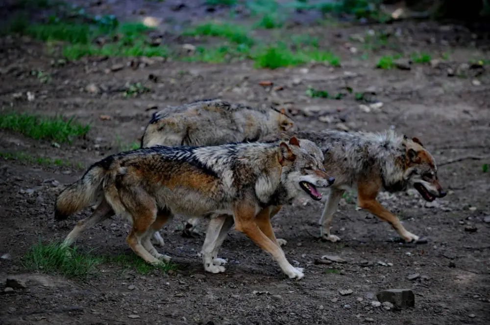 Tierpark_TI-Lam (1)